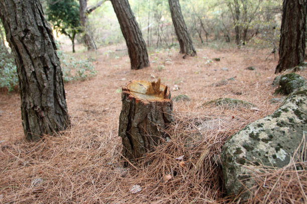 Best Residential Tree Removal  in Needville, TX