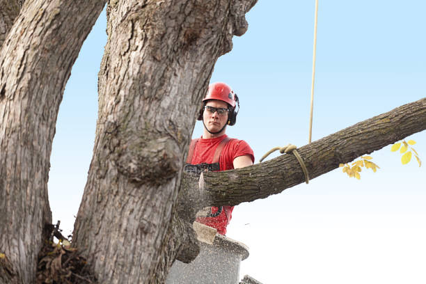 How Our Tree Care Process Works  in  Needville, TX